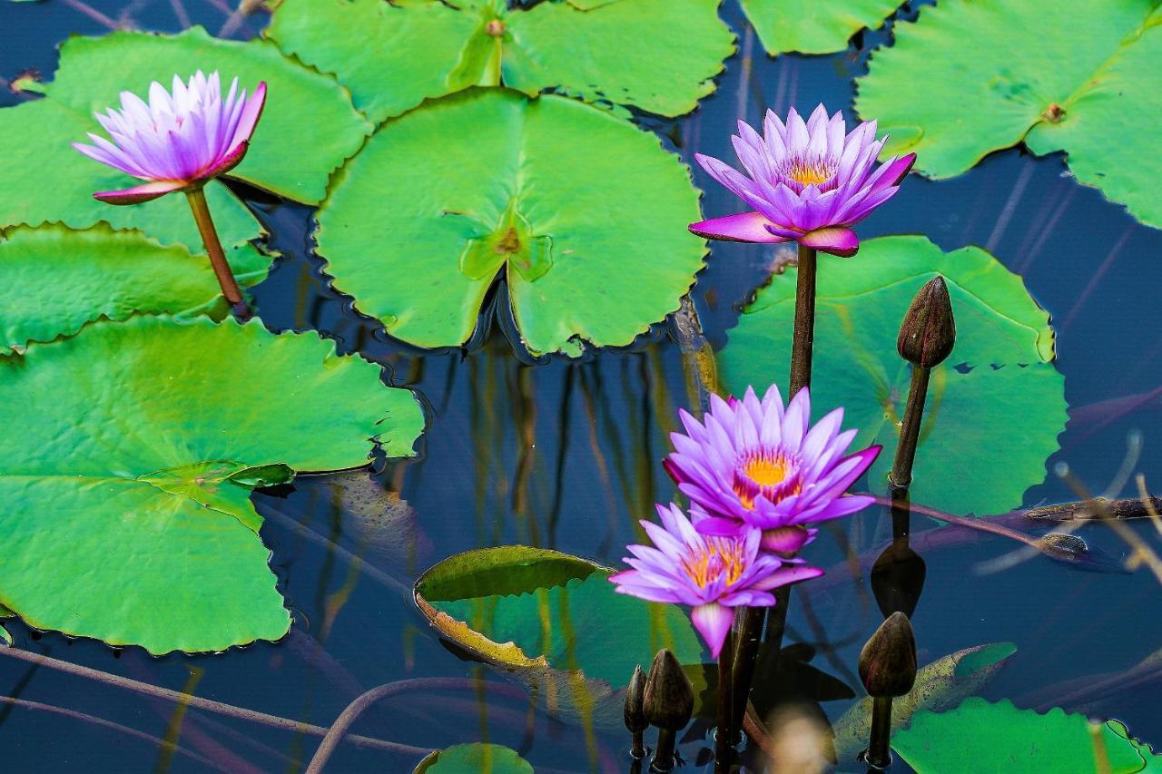 מלון Avudangawa Mahagedara Wellness Retreat מראה חיצוני תמונה